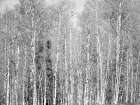 USA-Utah-Woodruff aspen trees along highway 39 Art Print